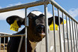 calf