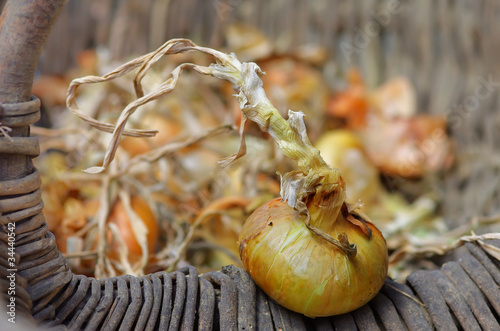Photo: panier d'oignons,bulbs, récolte,osier panier d'oignons,bulbs, récolte,osier