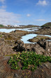 The Blue Lagoon on Iceland in Juli month