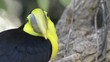 Chestnut-mandibled Toucan