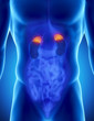 Male adrenal anatomy