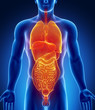 Male abdominal organs antomy