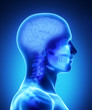 Human brain x-ray view Human brain x-ray view