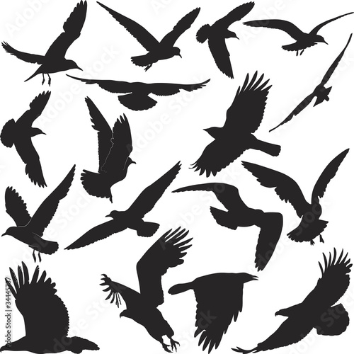 Vettoriale: birds outline birds outline