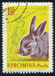 rabbit