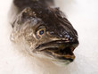 Fisch