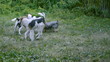 Foxterrier and Yorkshire terrier ran behind disc.