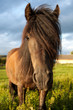 Horse on a meadow