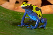 Photo: poison dart frog poison dart frog