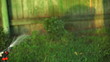 Watering garden