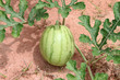 Green watermelon