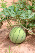 Green watermelon