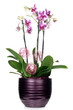 Orchid flower