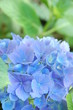 Hydrangea