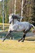 white andalusian stallion runs gallop on the meadow