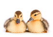Brown duckling