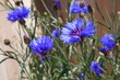 Blume