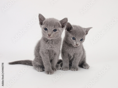 Photo: 2匹の子猫(ロシアンブルー) 2匹の子猫(ロシアンブルー)