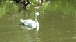 Cygne de Bewick