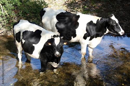 Photo: Dutch cows standing in a frence river for cooling Dutch cows standing in a frence river for cooling