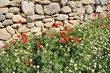 STEINMAUER UND BLUMENWIESE STEINMAUER UND BLUMENWIESE
