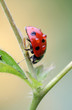 coccinelle