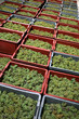 vendanges