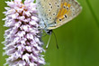 papillon