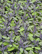 Purple sage healthy garden herb