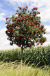 Eberesche_6563