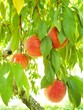 ripe organic peach
