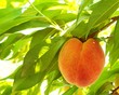 ripe organic peach