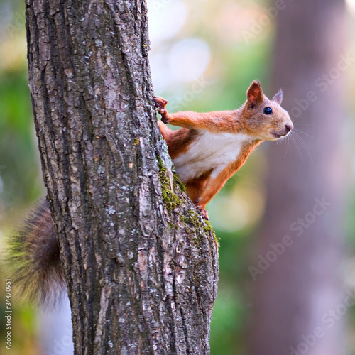 Photo: Squirrel Squirrel