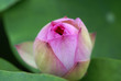 Gentle lotus