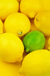 Fresh lemons and single lime. Fresh lemons and single lime.