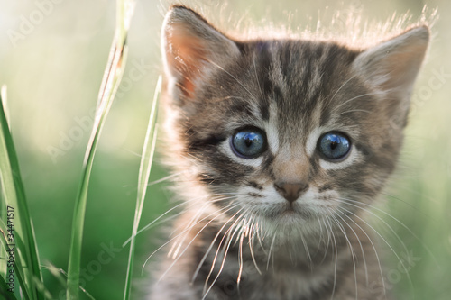 Foto: kitten kitten