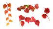 Set of colorful creeper branches. Set of colorful creeper branches.