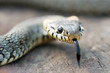snake