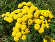 gelbe wiesenblume