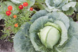 Together growing cabbage and flowers