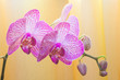orchid flower