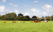 Photo: Countrylandscape in summer with cows Countrylandscape in summer with cows