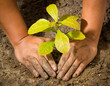 Dirty and muddy of male hands and tree ground plant