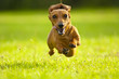 Super Dachshund