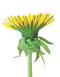 One yellow flower of dandelion isolated on white background