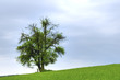 A Solitary Tree