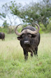 Buffalo sleeping while standing
