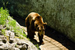 Brown bear walking in the city zoo