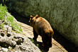 Brown bear walking in the city zoo
