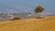 Olive tree on a wheat field Olive tree on a wheat field